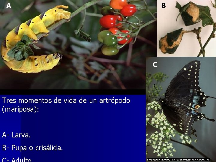 A B C Tres momentos de vida de un artrópodo (mariposa): A- Larva. B-