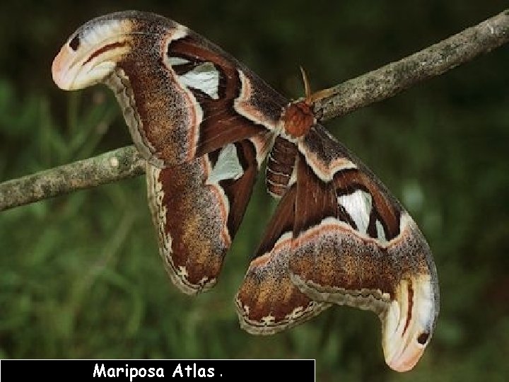 Mariposa Atlas. 