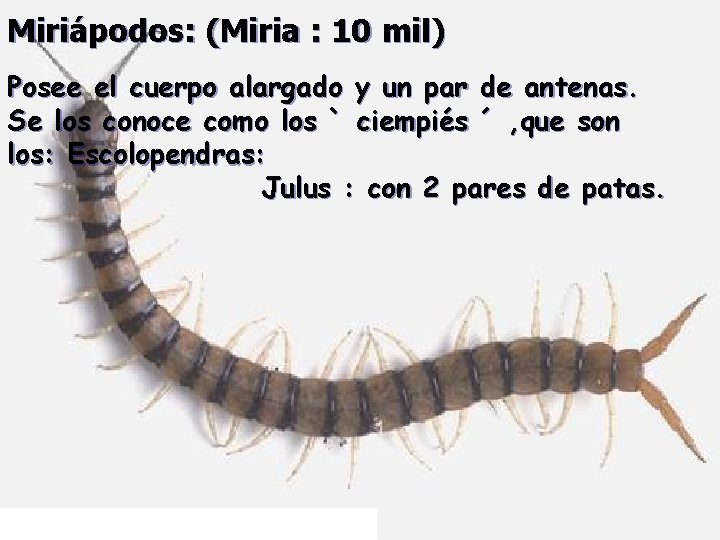 Miriápodos: (Miria : 10 mil) Posee el cuerpo alargado y un par de antenas.