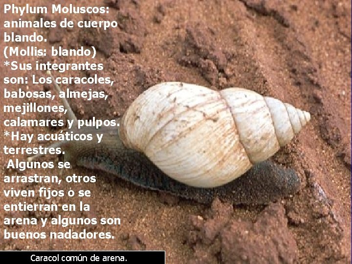Phylum Moluscos: animales de cuerpo * blando. (Mollis: blando) *Sus integrantes son: Los caracoles,