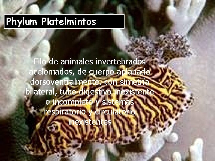 Phylum Platelmintos Filo de animales invertebrados acelomados, de cuerpo aplanado dorsoventralmente, con simetría bilateral,