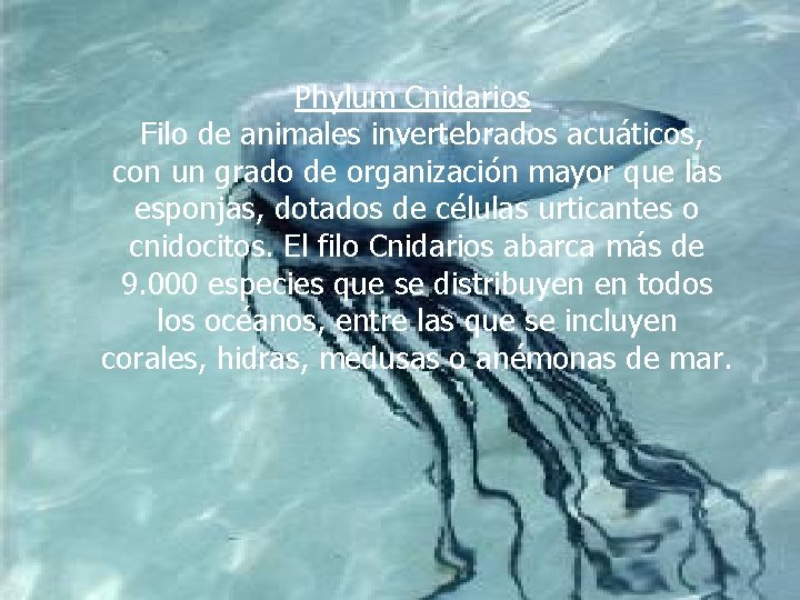 Phylum Cnidarios Filo de animales invertebrados acuáticos, con un grado de organización mayor que