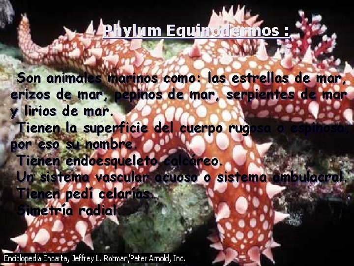 Phylum Equinodermos : Son animales marinos como: las estrellas de mar, erizos de mar,