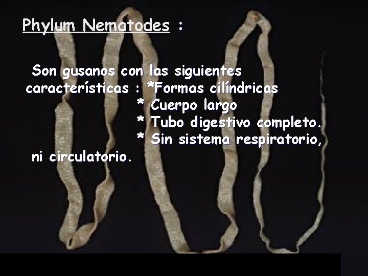 Phylum Nematodes : Son gusanos con las siguientes características : *Formas cilíndricas * Cuerpo