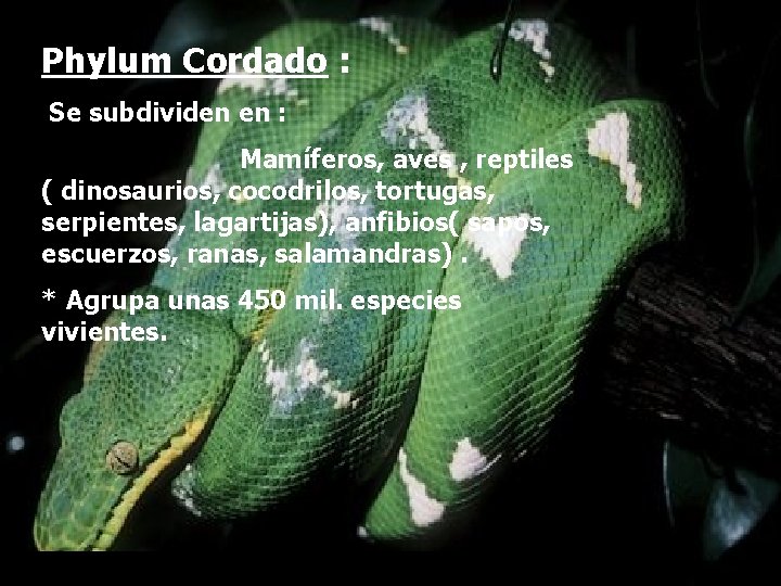 Phylum Cordado : Se subdividen en : Mamíferos, aves , reptiles ( dinosaurios, cocodrilos,