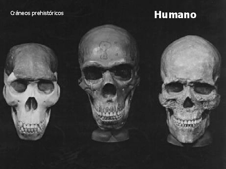 Cráneos prehistóricos Humano 