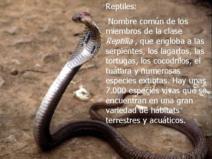 Reptiles: Nombre común de los miembros de la clase Reptilia , que engloba a