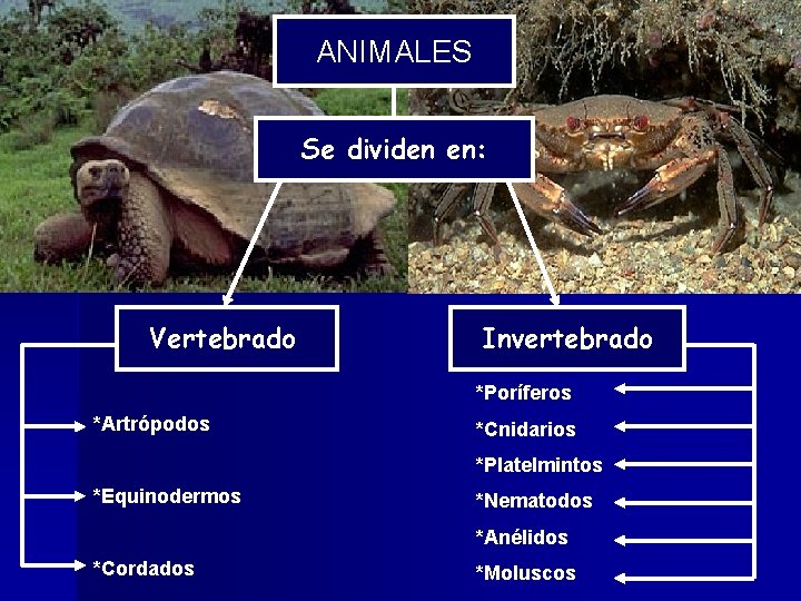 ANIMALES Animales Se dividen en: Vertebrado Invertebrado *Poríferos *Artrópodos *Cnidarios *Platelmintos *Equinodermos *Nematodos *Anélidos