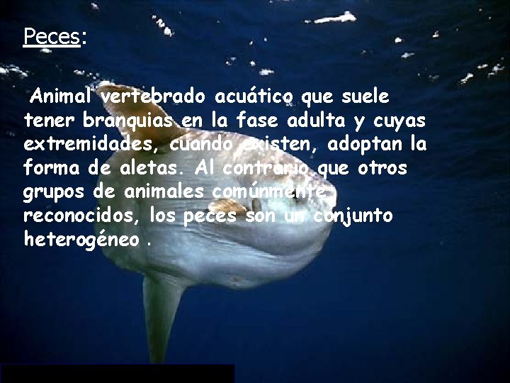 Peces: Animal vertebrado acuático que suele tener branquias en la fase adulta y cuyas