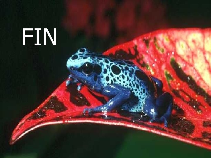 FIN 