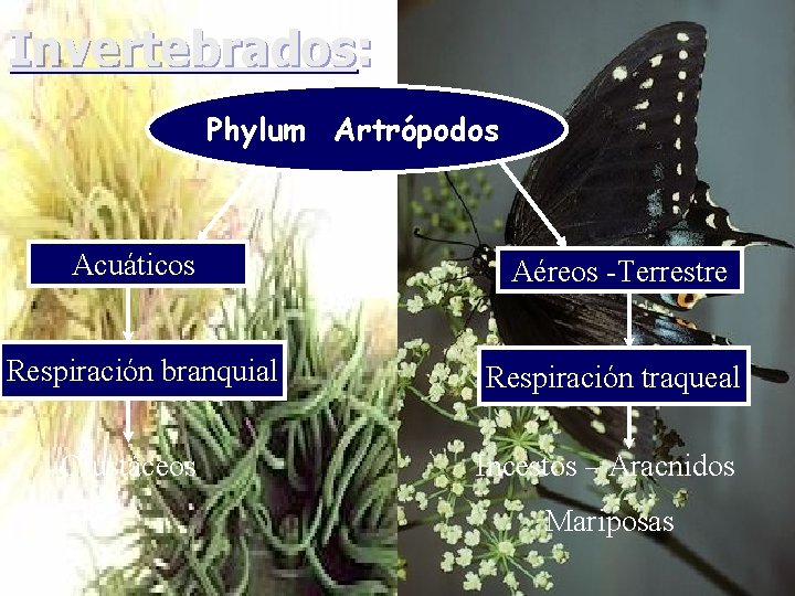 Invertebrados: Phylum Artrópodos Acuáticos Aéreos -Terrestre Respiración branquial Respiración traqueal Crustáceos Incestos – Aracnidos