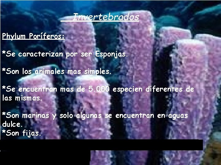 Invertebrados Phylum Poríferos: *Se caracterizan por ser Esponjas. *Son los animales mas simples. *Se
