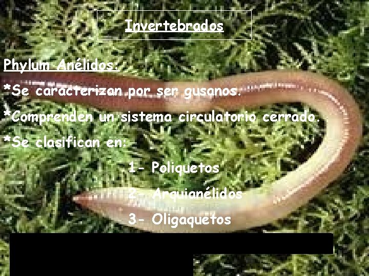 Invertebrados Phylum Anélidos: *Se caracterizan por ser gusanos. *Comprenden un sistema circulatorio cerrado. *Se