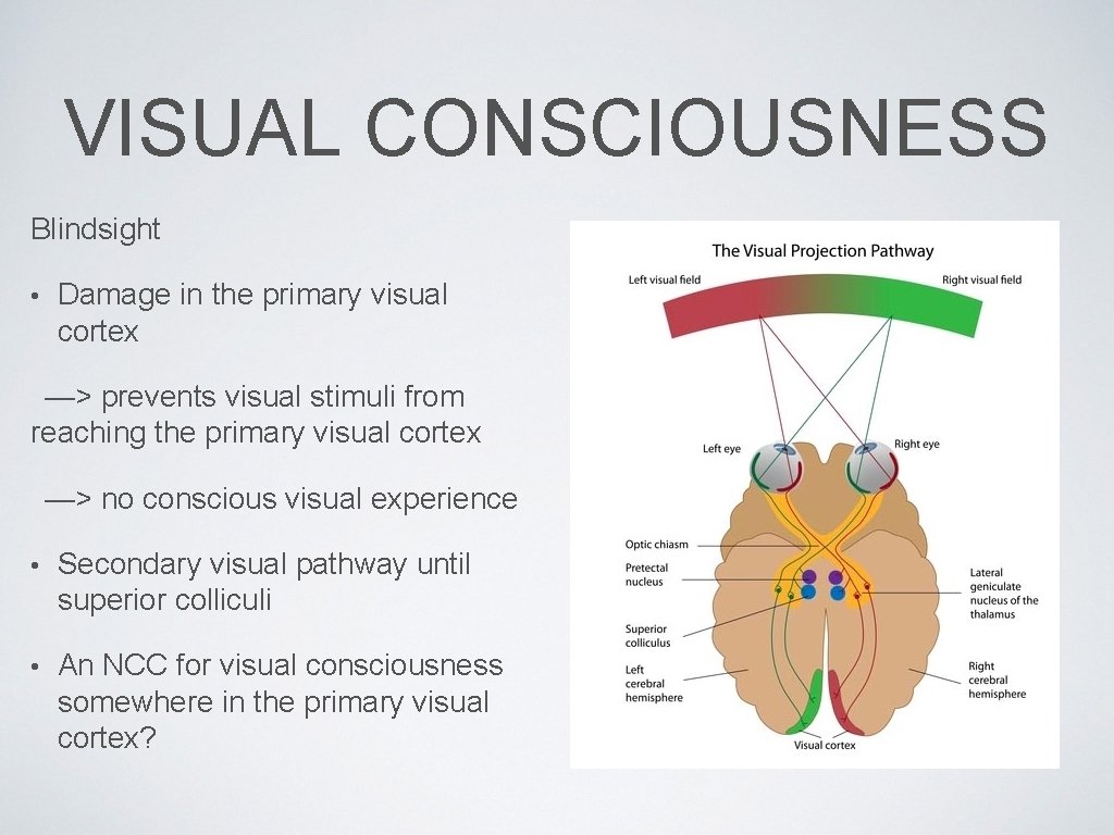 VISUAL CONSCIOUSNESS Blindsight • Damage in the primary visual cortex —> prevents visual stimuli