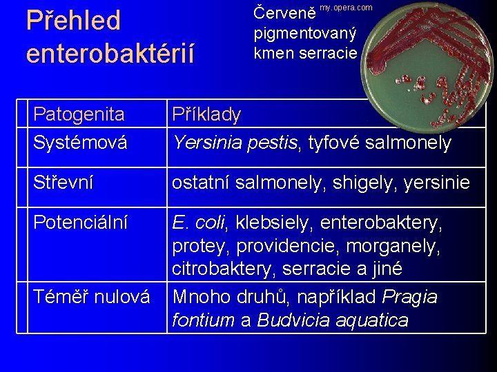 Přehled enterobaktérií Červeně my. opera. com pigmentovaný kmen serracie Patogenita Systémová Příklady Yersinia pestis,