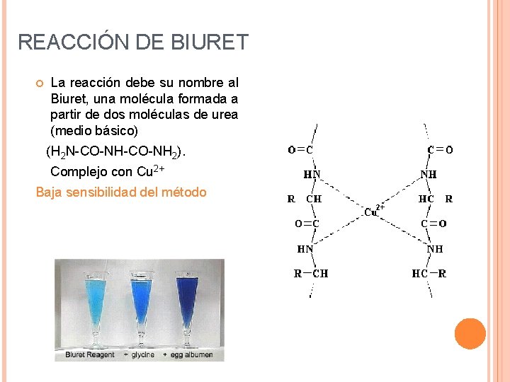 REACCIÓN DE BIURET La reacción debe su nombre al Biuret, una molécula formada a