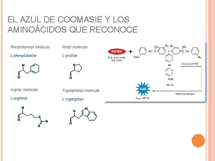 EL AZUL DE COOMASIE Y LOS AMINOÁCIDOS QUE RECONOCE 