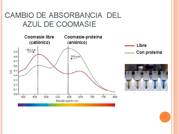 CAMBIO DE ABSORBANCIA DEL AZUL DE COOMASIE Coomasie libre (catiónico) Coomasie-proteína (aniónico) Libre Con
