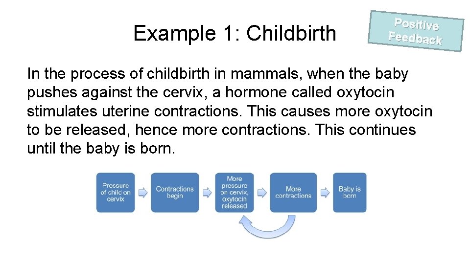 Example 1: Childbirth Positive Feedback In the process of childbirth in mammals, when the