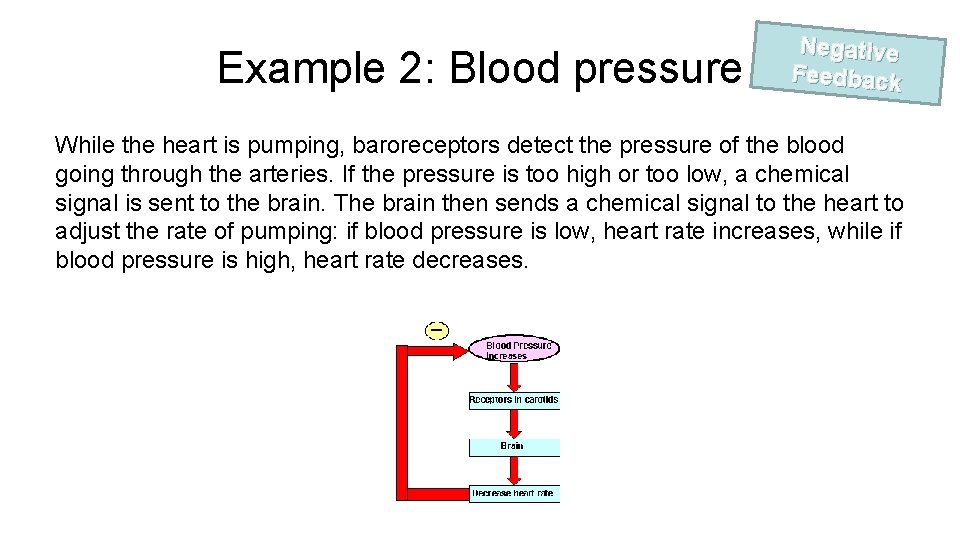 Example 2: Blood pressure Negative Feedback While the heart is pumping, baroreceptors detect the
