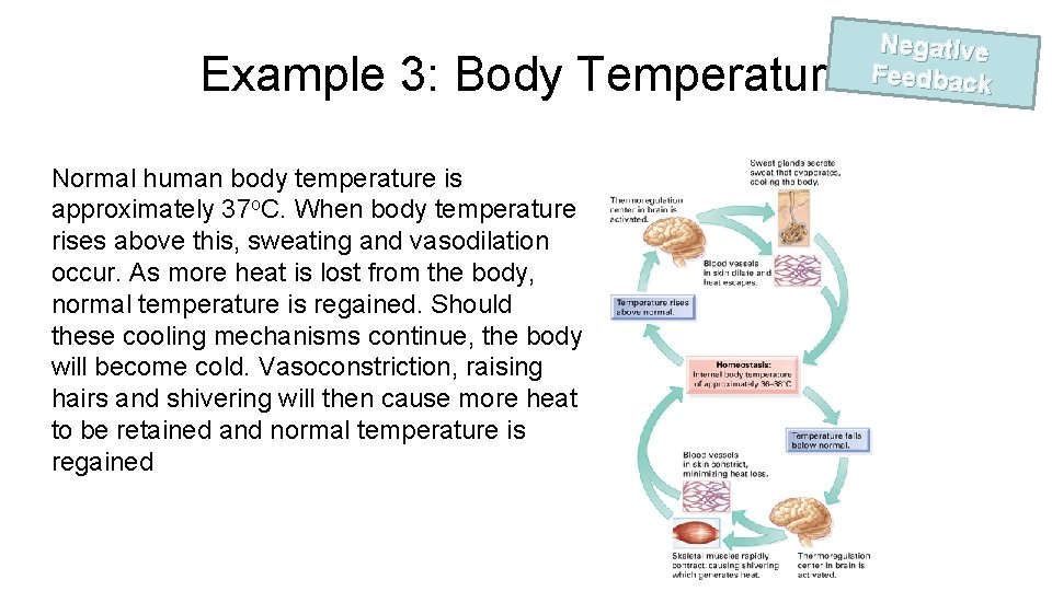 Example 3: Body Temperature Normal human body temperature is approximately 37 o. C. When
