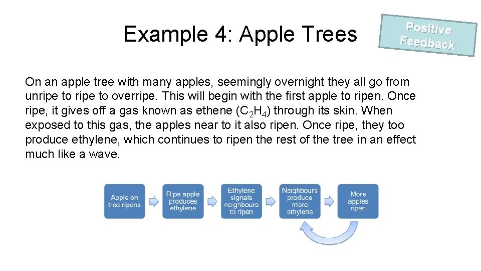 Example 4: Apple Trees Positive Feedback On an apple tree with many apples, seemingly