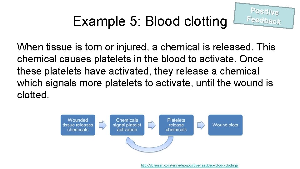 Example 5: Blood clotting Positive Feedback When tissue is torn or injured, a chemical