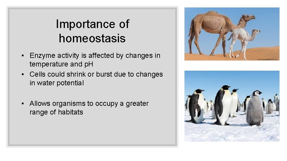 Importance of homeostasis • Enzyme activity is affected by changes in temperature and p.