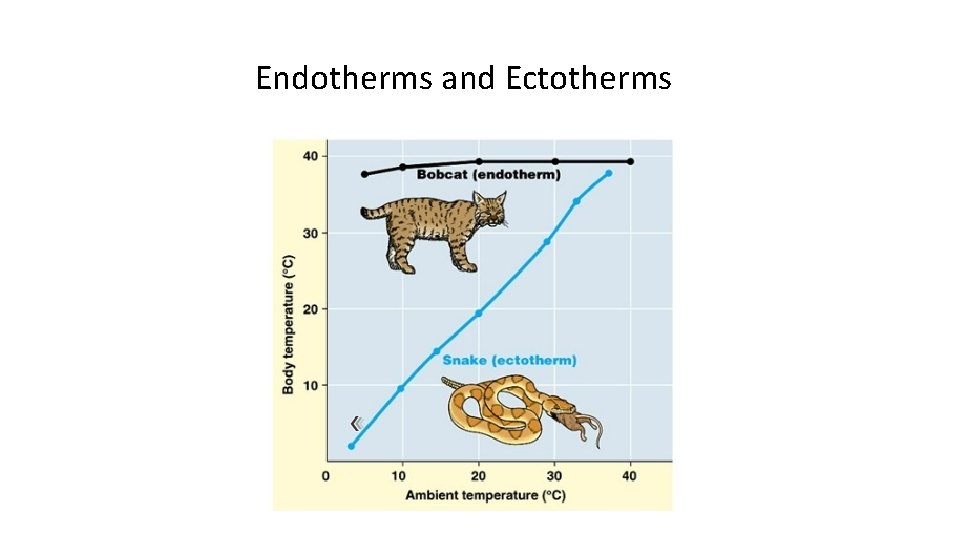 Endotherms and Ectotherms 