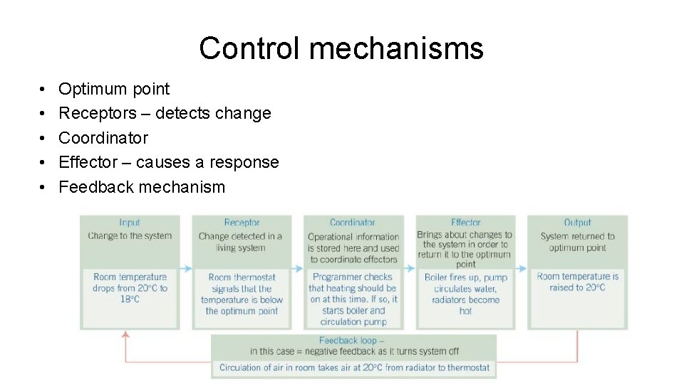 Control mechanisms • • • Optimum point Receptors – detects change Coordinator Effector –