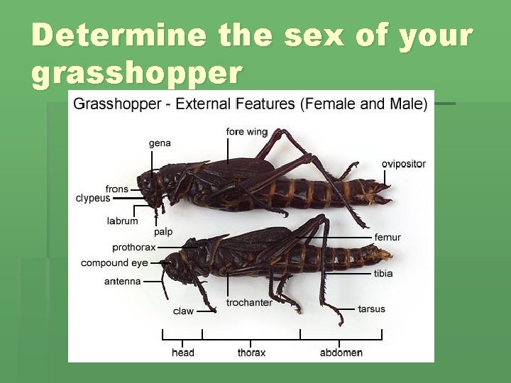 Determine the sex of your grasshopper 