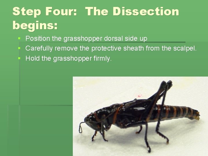 Step Four: The Dissection begins: § § § Position the grasshopper dorsal side up