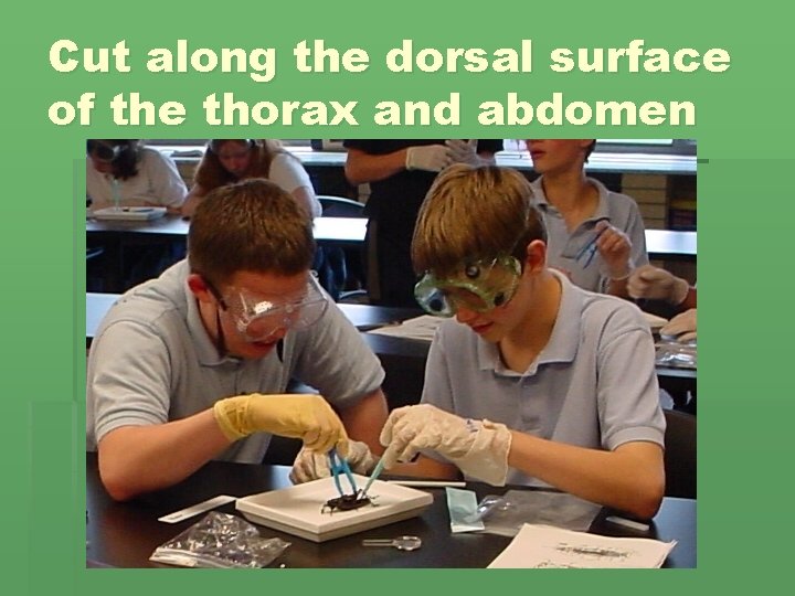 Cut along the dorsal surface of the thorax and abdomen 