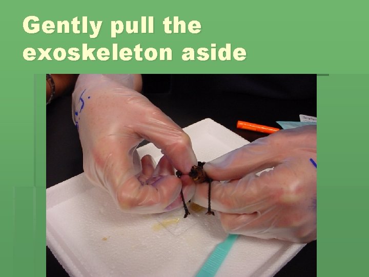 Gently pull the exoskeleton aside 