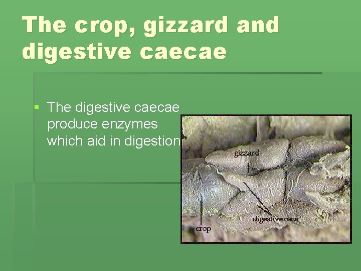The crop, gizzard and digestive caecae § The digestive caecae produce enzymes which aid