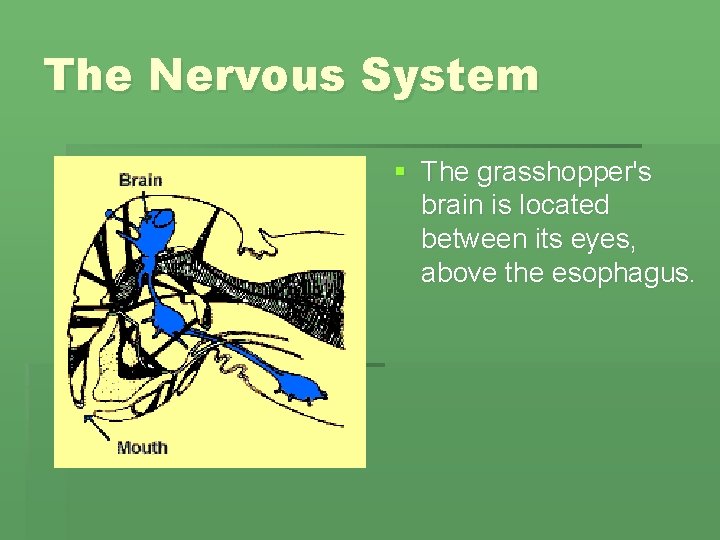 The Nervous System § The grasshopper's brain is located between its eyes, above the