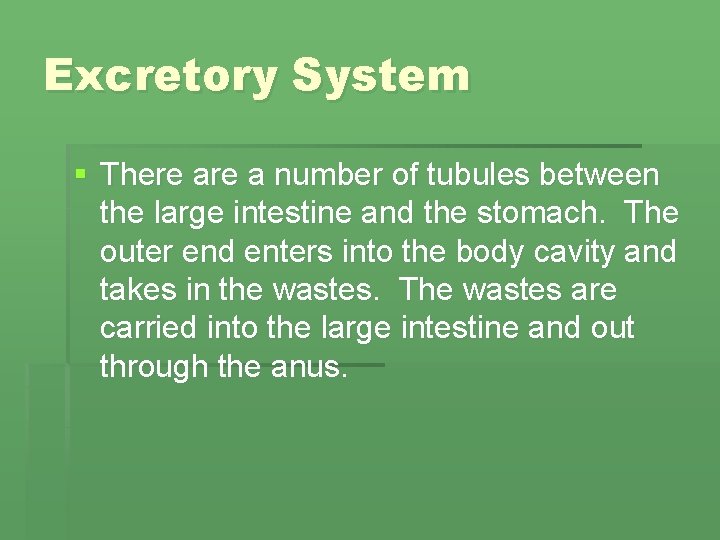 Excretory System § There a number of tubules between the large intestine and the