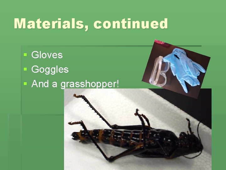 Materials, continued § § § Gloves Goggles And a grasshopper! 