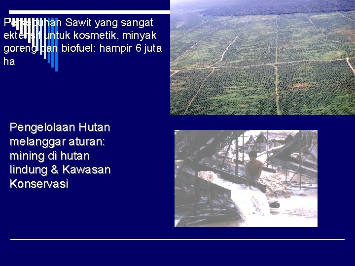 Perkebunan Sawit yang sangat ektensif untuk kosmetik, minyak goreng dan biofuel: hampir 6 juta