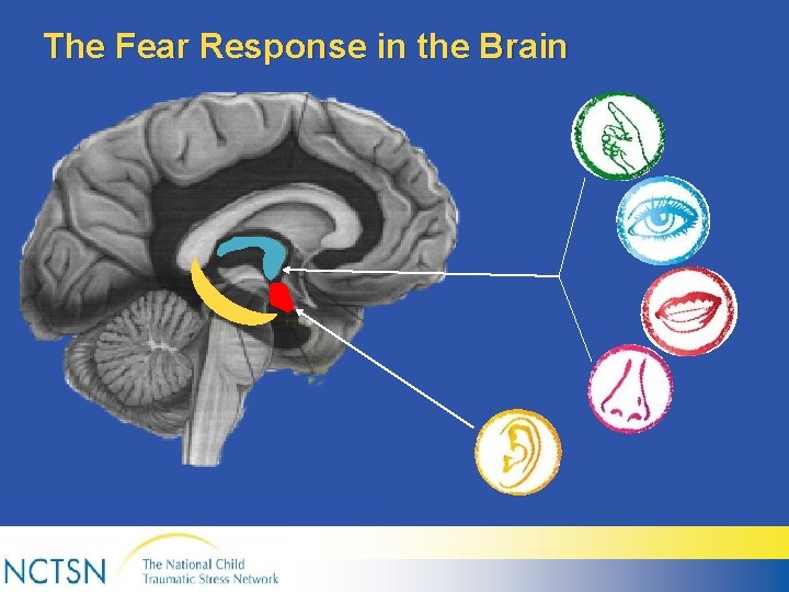 The Fear Response in the Brain 