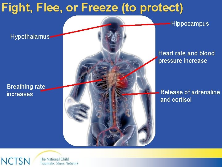 Fight, Flee, or Freeze (to protect) Hippocampus Hypothalamus Heart rate and blood pressure increase