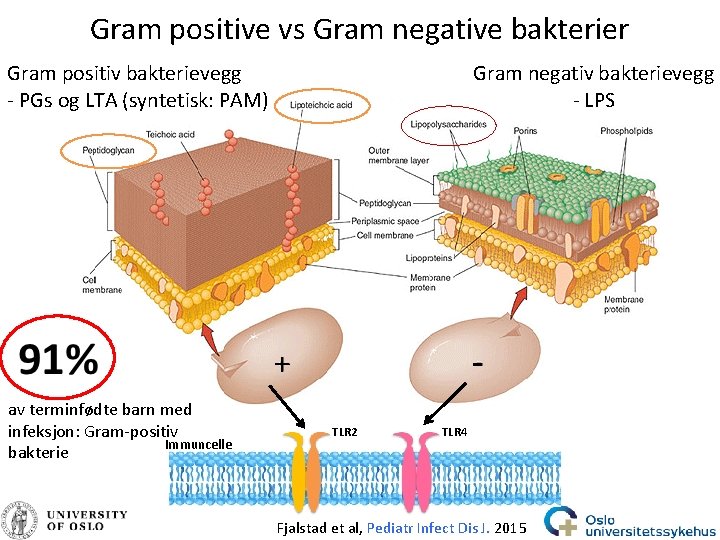Gram positive vs Gram negative bakterier Gram negativ bakterievegg - LPS Gram positiv bakterievegg