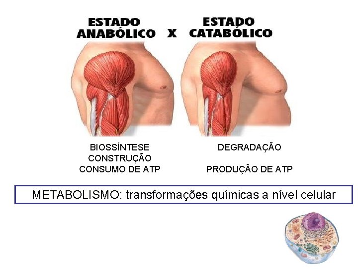 BIOSSÍNTESE CONSTRUÇÃO CONSUMO DE ATP DEGRADAÇÃO PRODUÇÃO DE ATP METABOLISMO: transformações químicas a nível