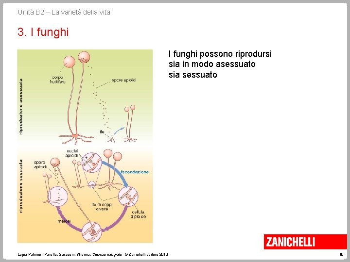 Unità B 2 – La varietà della vita 3. I funghi possono riprodursi sia