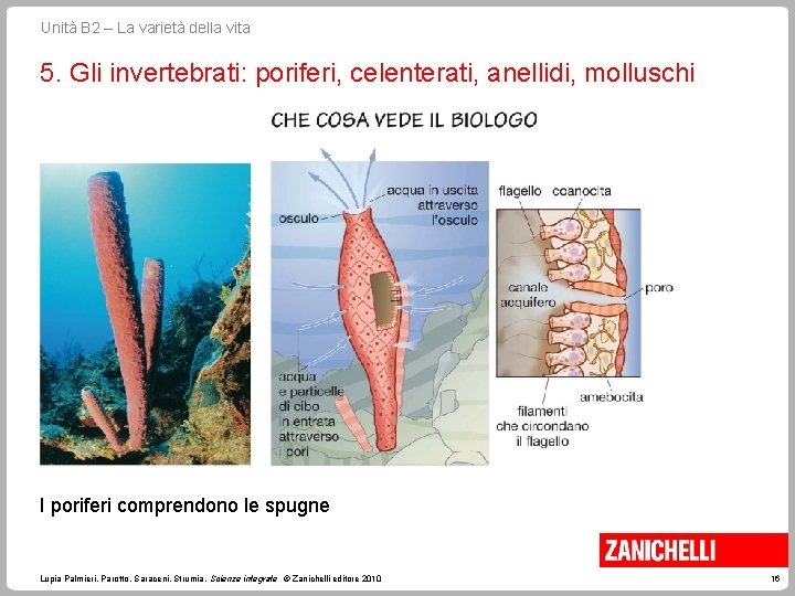 Unità B 2 – La varietà della vita 5. Gli invertebrati: poriferi, celenterati, anellidi,