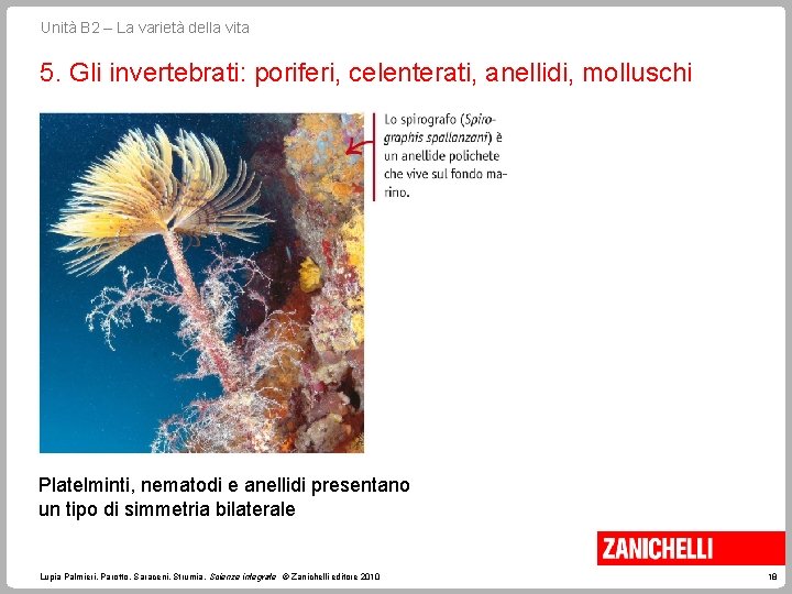 Unità B 2 – La varietà della vita 5. Gli invertebrati: poriferi, celenterati, anellidi,