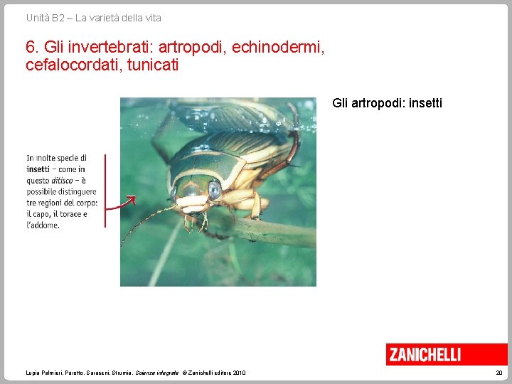 Unità B 2 – La varietà della vita 6. Gli invertebrati: artropodi, echinodermi, cefalocordati,