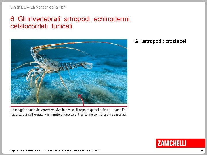 Unità B 2 – La varietà della vita 6. Gli invertebrati: artropodi, echinodermi, cefalocordati,