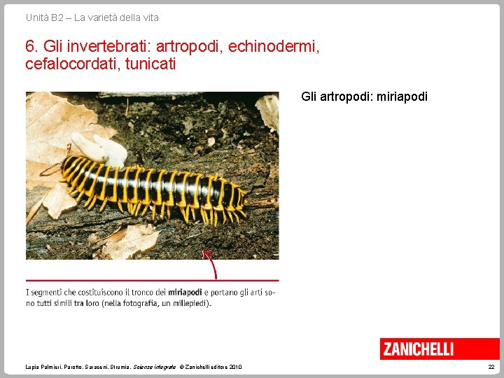 Unità B 2 – La varietà della vita 6. Gli invertebrati: artropodi, echinodermi, cefalocordati,