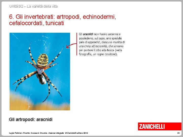 Unità B 2 – La varietà della vita 6. Gli invertebrati: artropodi, echinodermi, cefalocordati,